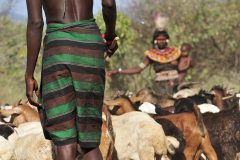 L\'economia dei Pokot è basata prevalentemente sull\'allevamento di bestiame.