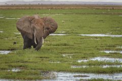 Amboseli National Park, Kenya.