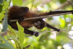 Corcovado National Park; Osa Peninsula; Costa Rica.