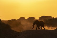 Elefante africano, Loxodonta africana, Tsavo East National Park, Kenya, Africa