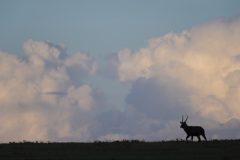 Waterbuck, Kobus ellipsiprymnus, Ol Pejeta Conservancy, Kenya, Africa