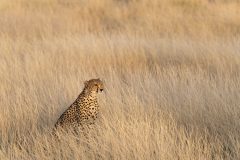 Ghepardo, Acinonyx jubatus, Buffalo Spring Reserve, Samburu National Reserve, Kenya, Africa