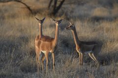 Gerenuk, Litocranius walleri, Buffalo Spring Game Reserve, Samburu National Reserve, Kenya, Africa