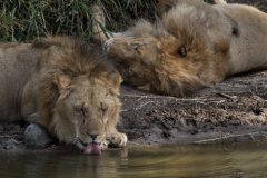 Leoni, Panthera leo, Masai mar National Reserve, Kenya