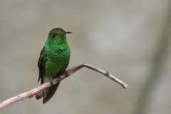 Orogemma golabianca, Lampormis castaneoventris, Monteverde Cloud Forest Reserve, Costa Rica