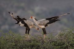 Tsavo East National Park, Kenya